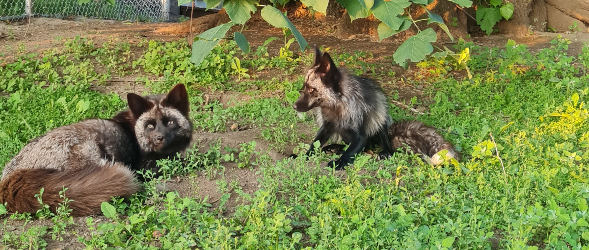 Eläinten turvakotiin pelastettuja harmaita kettuja istuu nurmikolla.