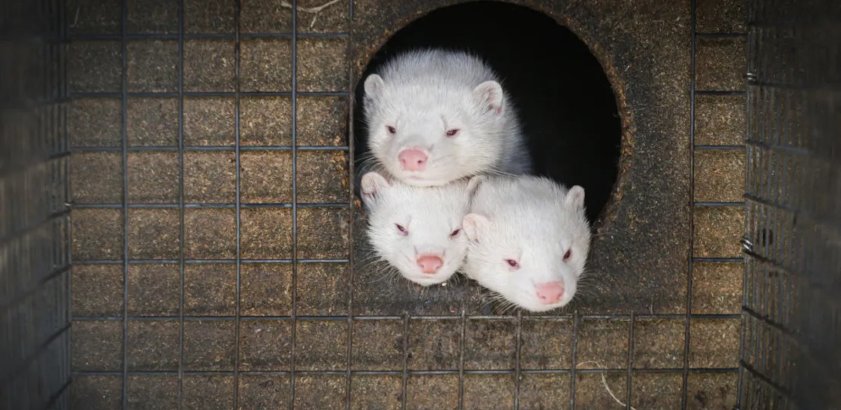 Kolme valkoista minkkiä makaa pesäkopin suuaukolla turkistarhan häkissä.