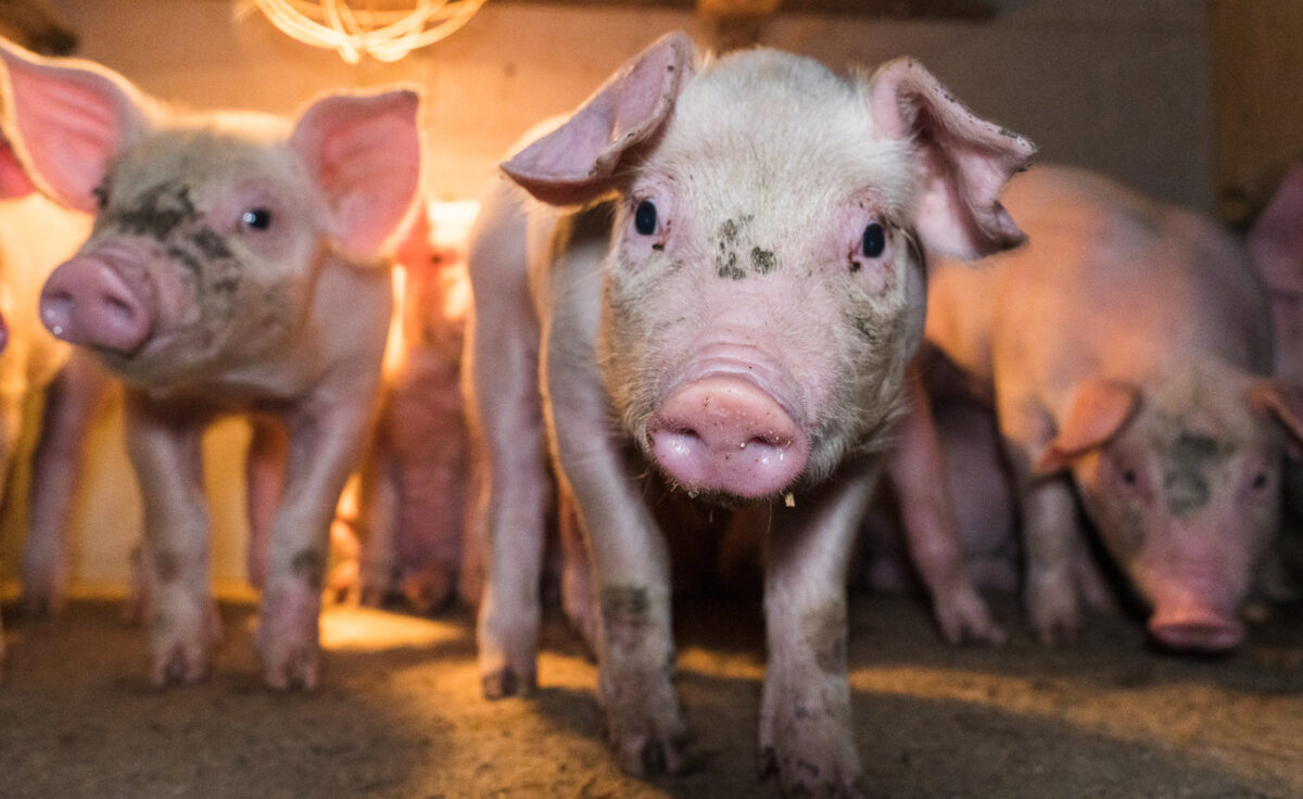 Pieni porsas, jolla on likaa naamassa, seisoo betonilattialla ja katsoo kohti.