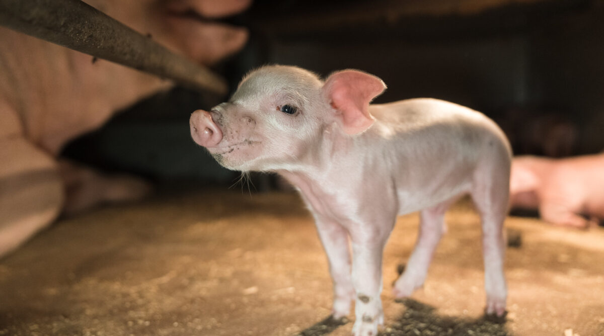 Pieni porsas seisoo betonilattialla ja sen emo on häkissä sen takana.