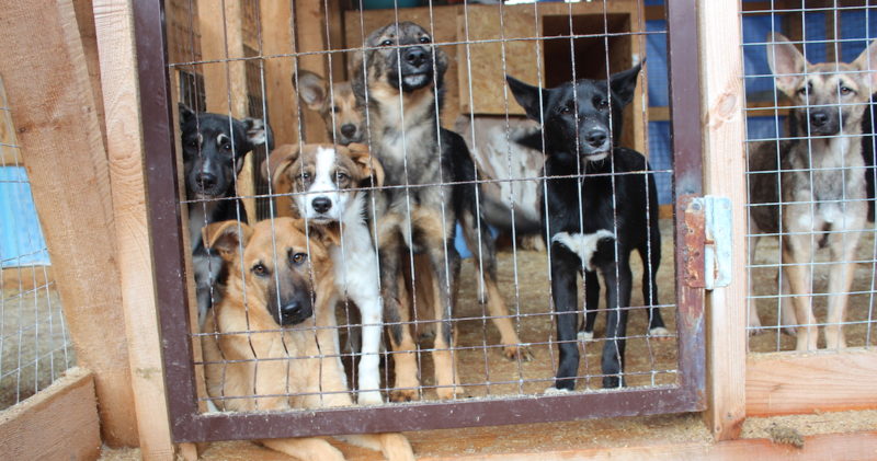 Rescue dogs living on a shelter.