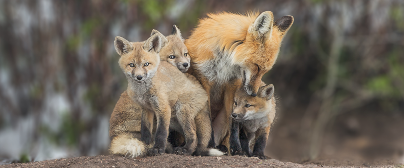 Red fox family living in the wild.