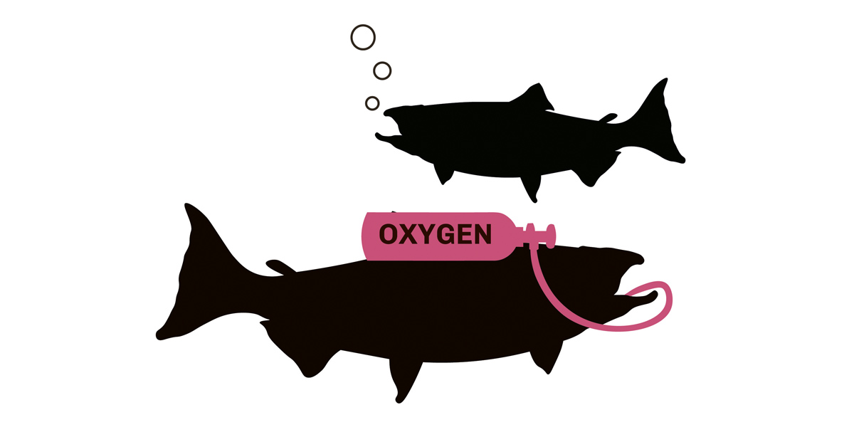 Fish reared in high-density environments also experience lower oxygen levels in the water.