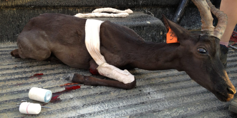Mustan impalan jalka on loukkaantunut ja sitä kuljetetaan auton lavalla hoitoon.