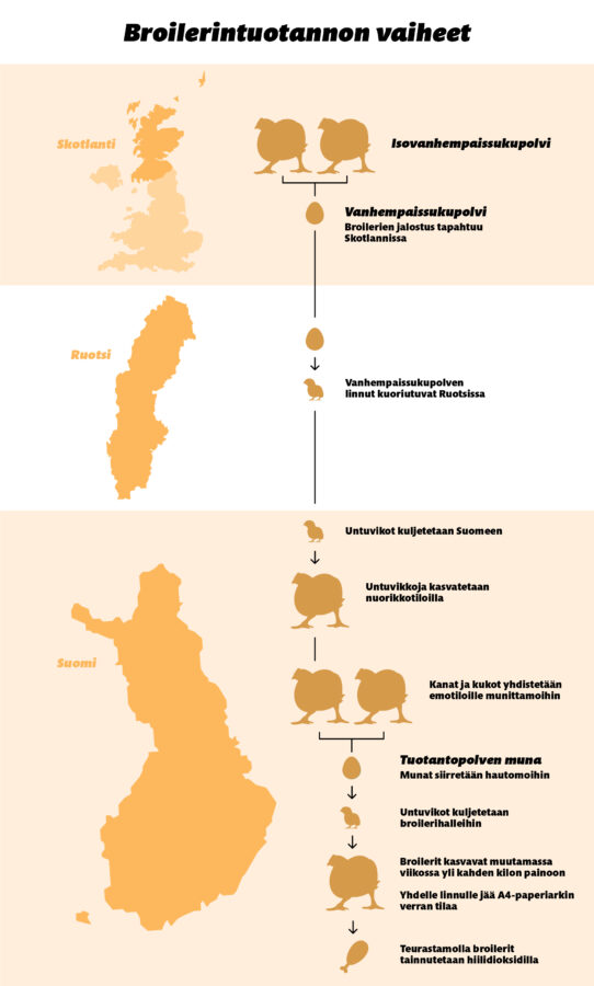 Grafiikka broilerintuotannon vaiheista.