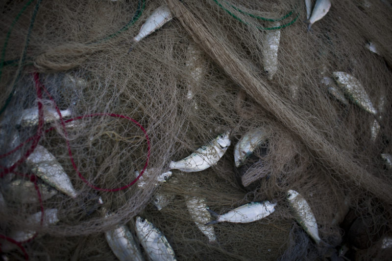 A net full of fish.