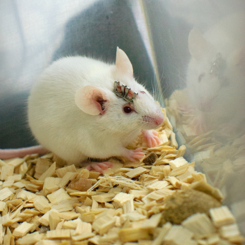 En mus som utnyttjats för djurförsök. Uppenbarligen har man varit tvungen att öppna dess huvud.