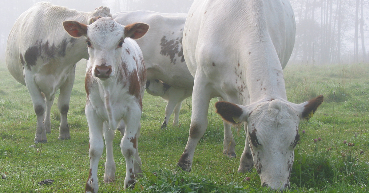 Kolme lehmää ja yksi vasikka ovat kesällä laitumella. Vasikka katsoo suoraan kameraa kohti.