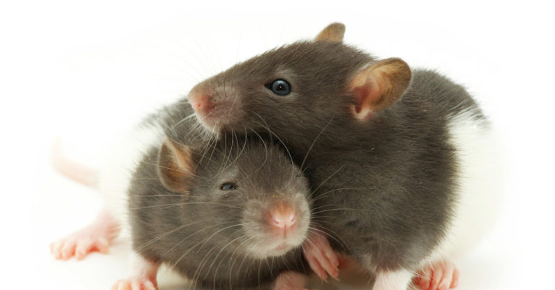 Empaattinen kuin rotta. Kuvassa kaksi rottaa vierekkäin.