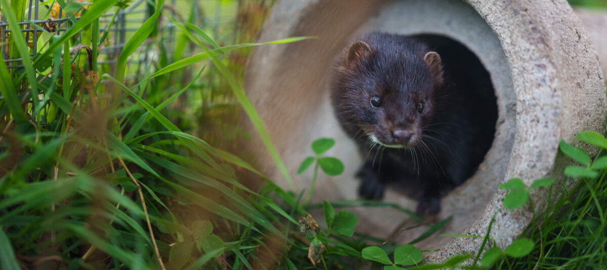 Maija-minkki seisoo betonisen putken suuaukolla ja katsoo heinikkoa.