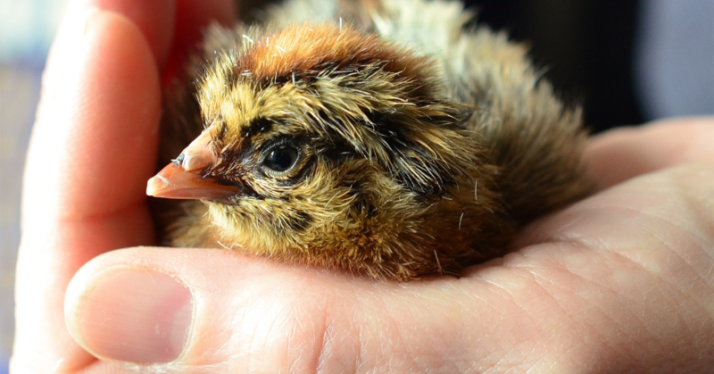 Meitä määrittää ihmiskuntana se, miten kohtelemme eläimiä, Kuvassa kananpoikanen kämmenellä.