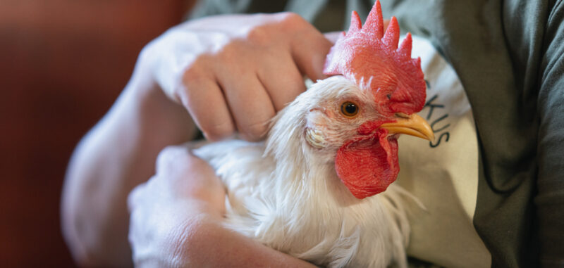 Valkoinen Silkki-niminen kukko istuu ihmisen sylissä.