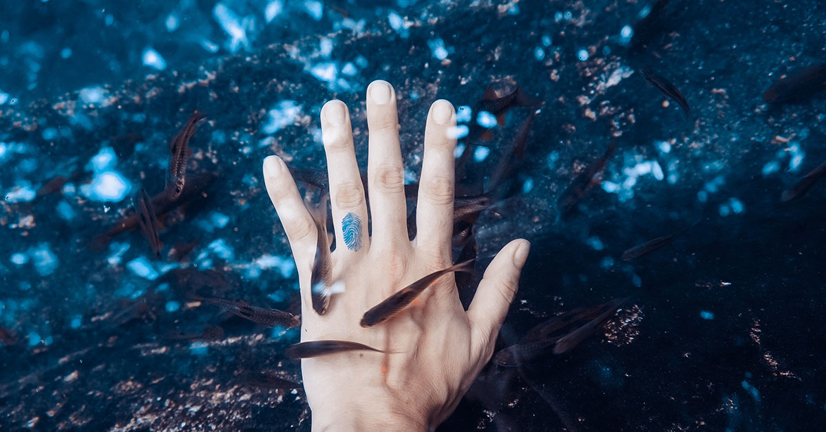 Cleanerfish swimming around a human hand.