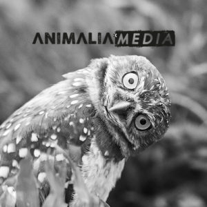 Animalia-median mainostamiseen sosiaalisessa mediassa käytetty kuva, jossa on päätään kääntävä pöllö.