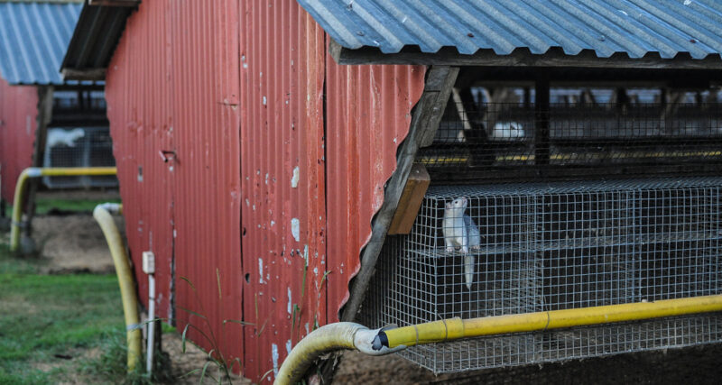 Yksi valkoinen minkki näkyy turkistarhan häkissä varjotalossa.