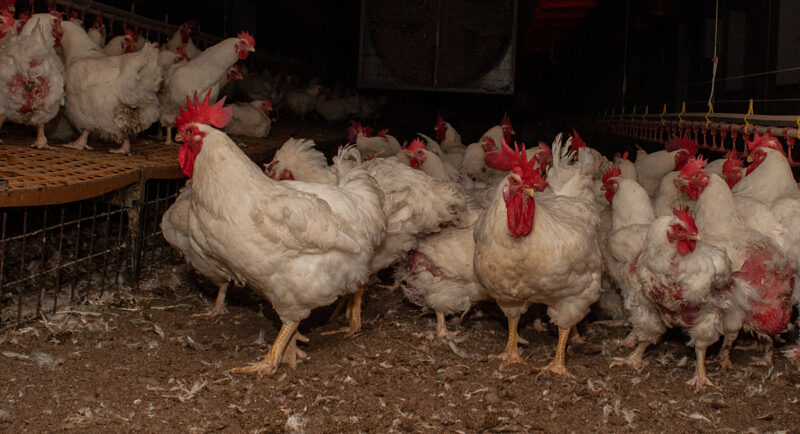 Broileriemoja seisoo kasvatushallissa ahtaasti.