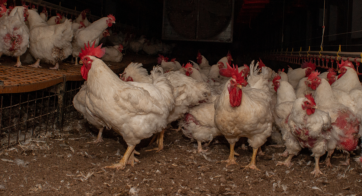 Broileriemoja seisoo kasvatushallissa ahtaasti.