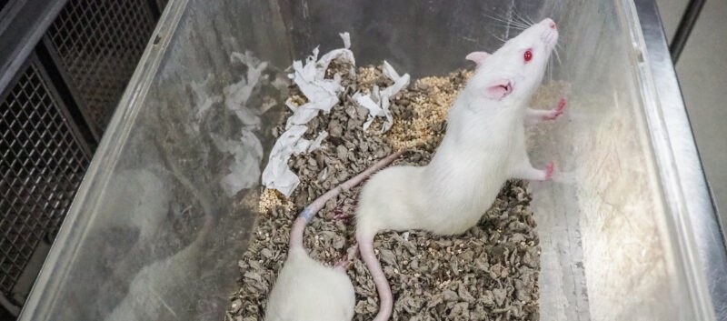 Osittain halvaantunut valkoinen rotta kurkottelee koe-eläinlaitoksen boksissa.