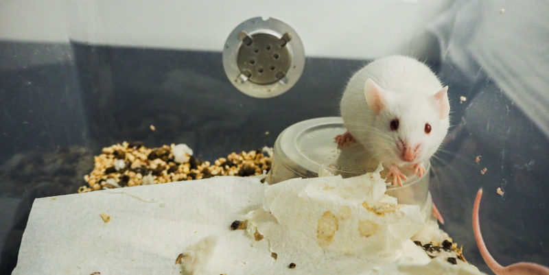 Valkoinen hiiri istuu koe-eläinlaitoksen muovilaatikossa.