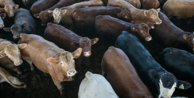 Suuri määrä eri värisiä nautoja seisoo ahtaassa karsinassa.