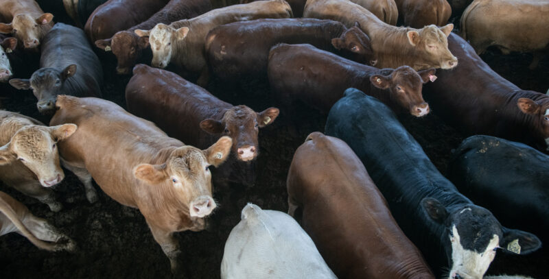 Suuri määrä eri värisiä nautoja seisoo ahtaassa karsinassa.