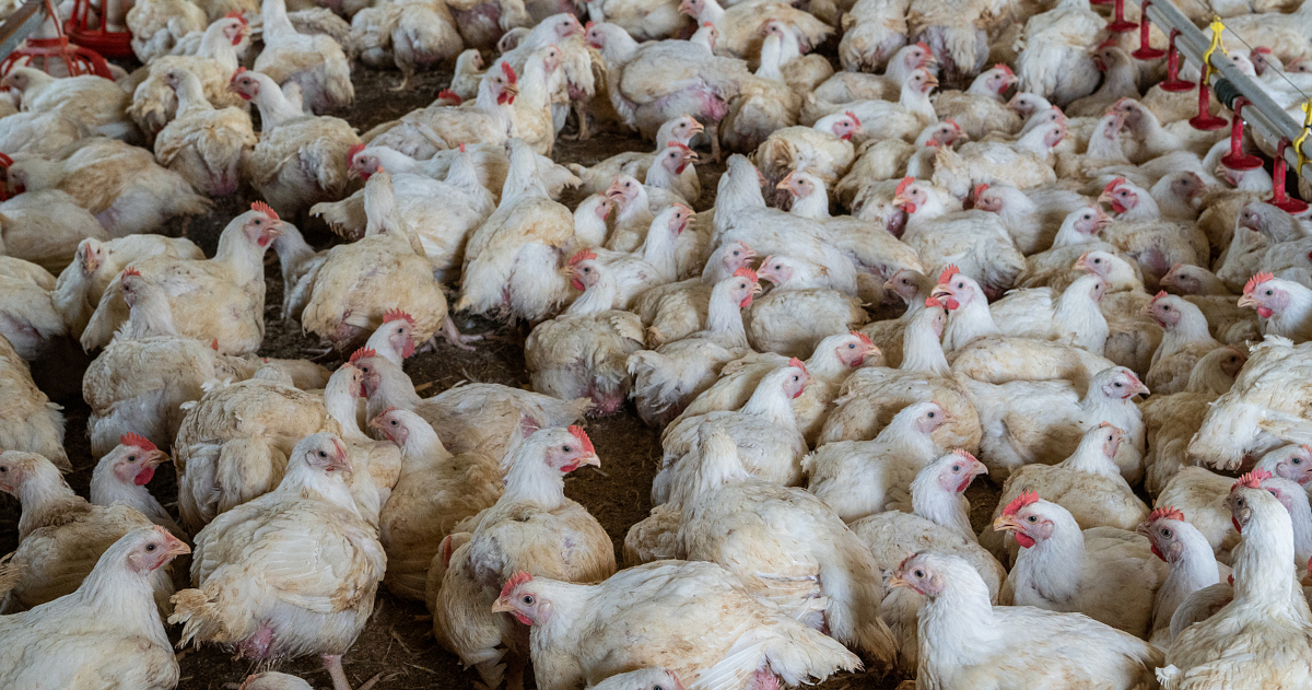 Ahtaasti oleva parvi broilereita kasvatushallissa.