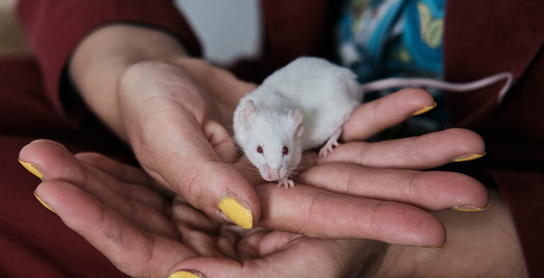 Koe-eläinlaitoksesta pelastettu valkoinen hiiri seisoo kämmenellä.