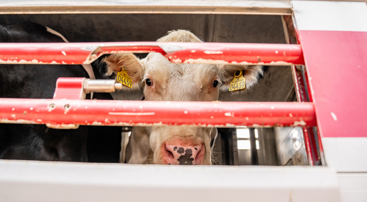 Vaalea nauta katsoo kuljetusauton punaisten kaltereiden takaa.