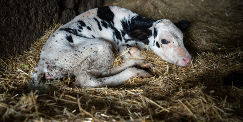 Mustavalkoinen vasikka makaa olkien päällä.