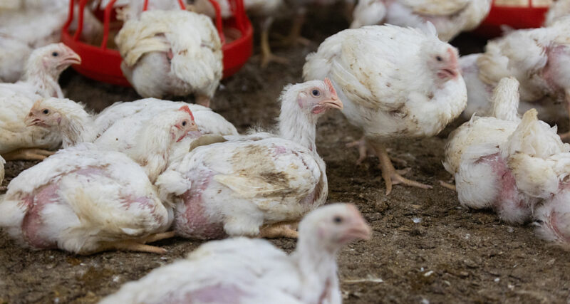 Useita broilereita makaa ahtaasti broilerihallin lattialla.