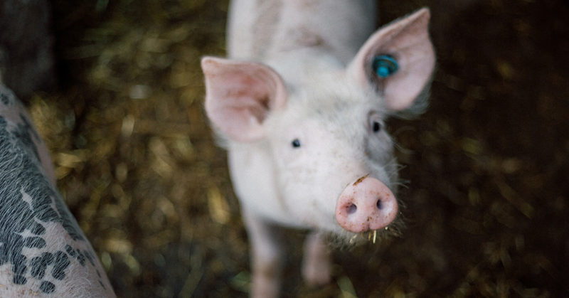 Miksi poliitikot eivät suostu puuttumaan ruoan ilmastovaikutuksiin? Kuvassa sika karsinassa.