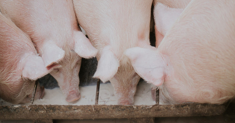Laista, eläimistä ja vastuusta. Kuvassa sikoja tutkimassa maaperää.