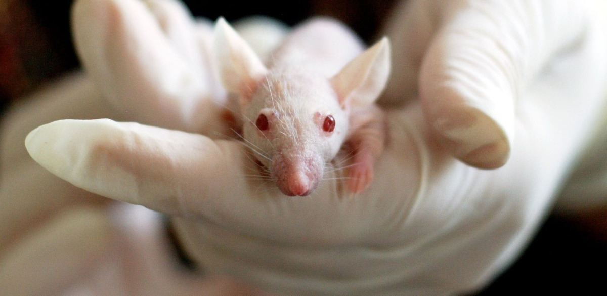 Albiino hiiri on kumihanskan peittämällä kädellä.