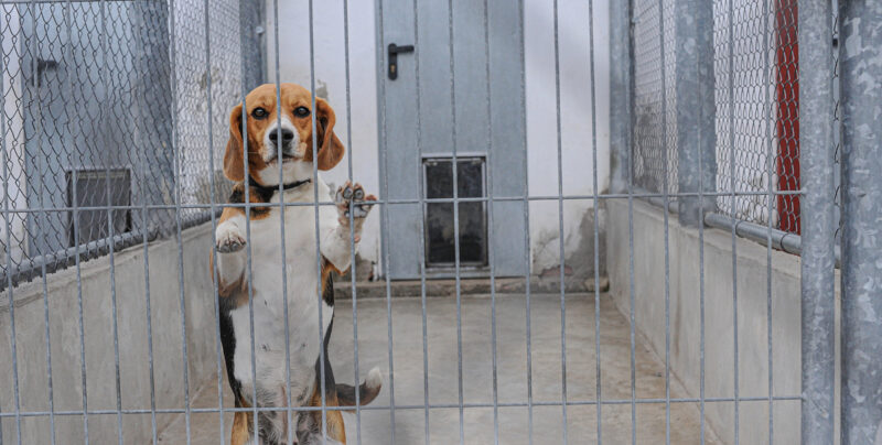 Eläinkokeisiin käytettävä beagle seisoo häkin kaltereita vasten.