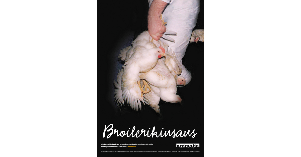 Julisteessa lukee "Broilerikiusaus". Siinä eläintuotannossa työskentelevä henkilö pitää broileita kiinni jaloistaan, joten eläimet roikkuvat pää alaspäin.