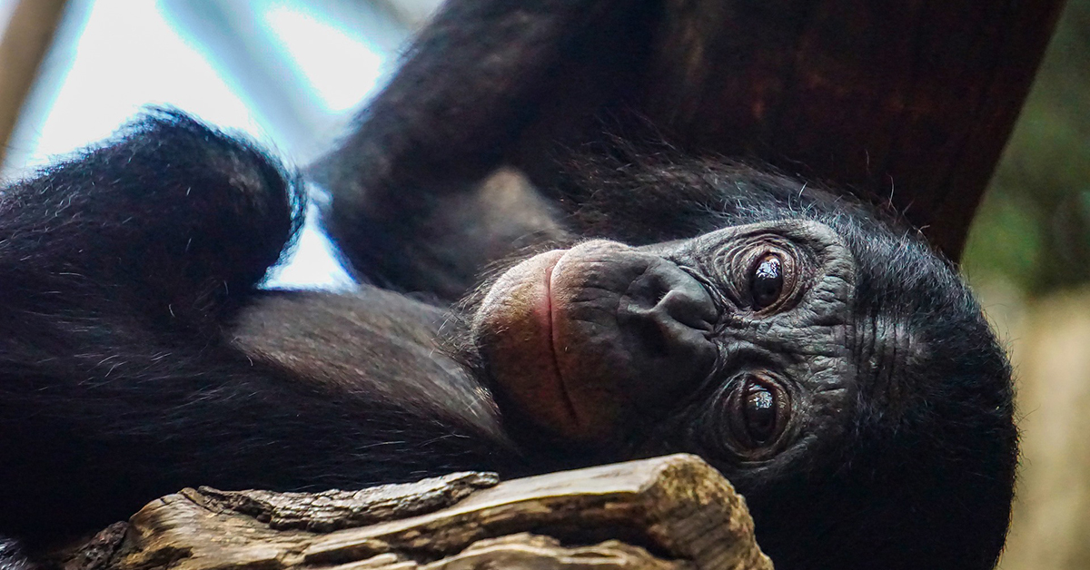 Apinoiden pelastuskeskus AAP tarjoaa kaltoinkohdelluille simpansseille turvapaikan.