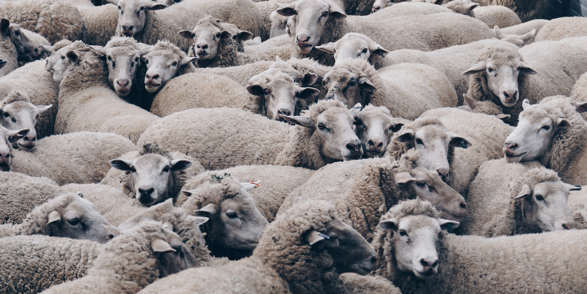 Lauma lampaita seisoo tiiviisti yhdessä.