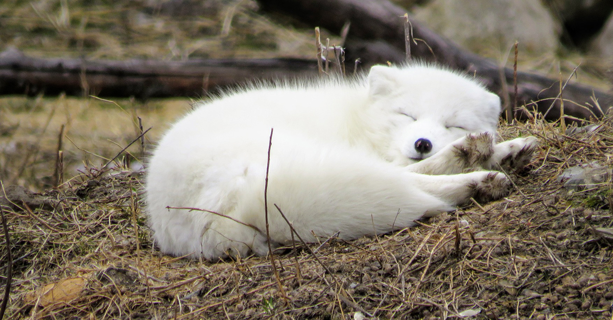 Valkoinen ketunpoikanen lepää syksyisessä maastossa.