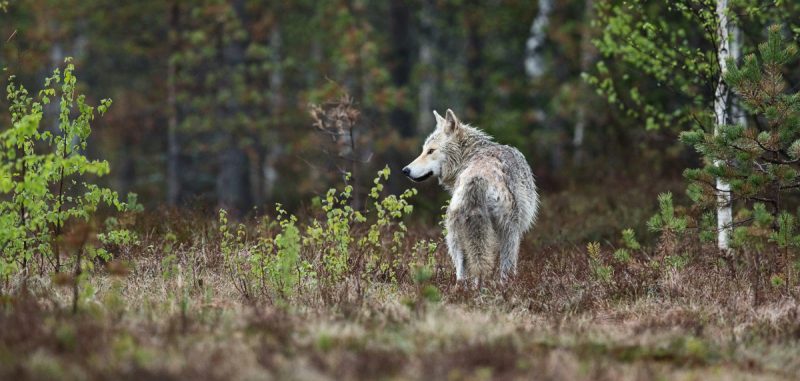 Susi seisoo suolla ja katsoo sivusuuntaan.