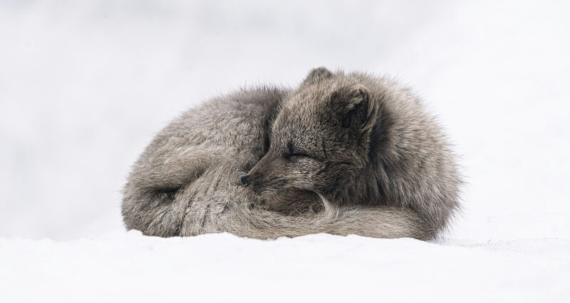 Harmaa naali makaa kerällä lumihangessa.