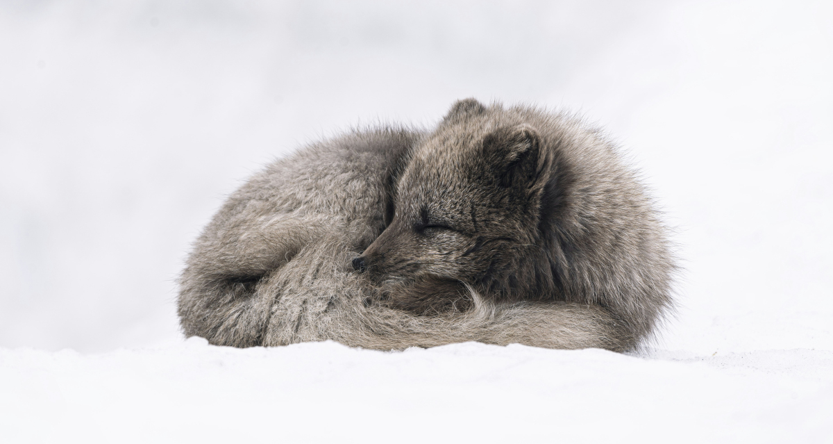 Harmaa naali makaa kerällä lumihangessa.