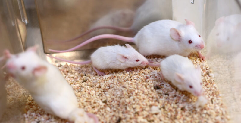 Neljä valkoista hiirtä on koe-eläinlaitoksen muovilaatikossa.