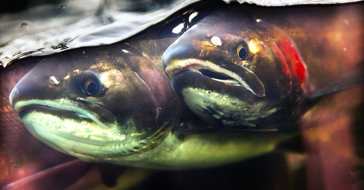 The picture illustrates fish in a crowded space.