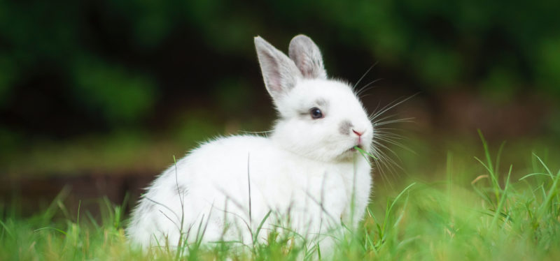 Valkoinen kani istuu nurmikolla.
