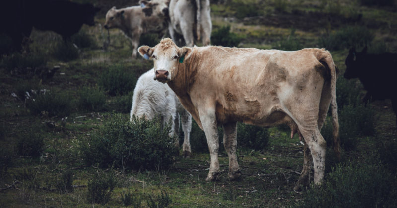Vaalea lehmä seisoo laitumella ja katsoo kohti kuvaajaa.