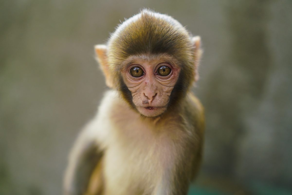 Apinan poikanen katsoo kohti kuvaajaa.