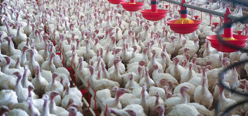 Suuri määrä kalkkunoita seisoo erittäin ahtaassa kasvatushallissa.