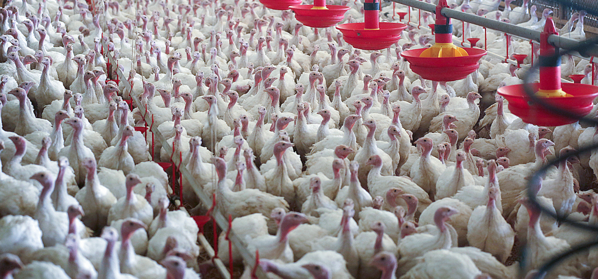 Suuri määrä kalkkunoita seisoo erittäin ahtaassa kasvatushallissa.