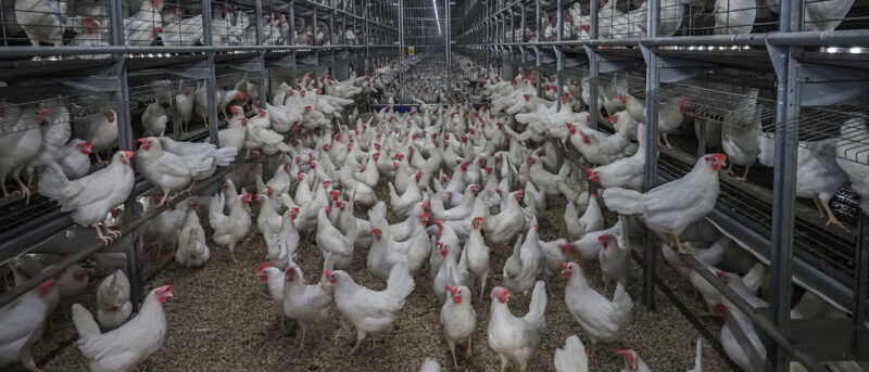 Kerroslattiakanalassa on tuhansia valkoisia kanoja.