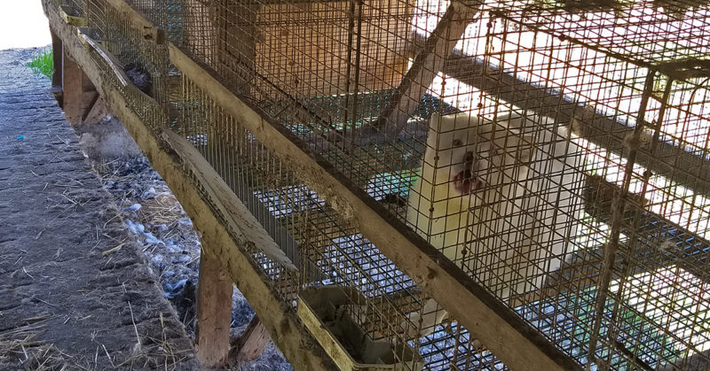 White fox in a cage in Ypäjä in 2019. The fox looks at the camera and howls.